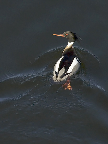 Tukkakoskelo, Red-breasted Merganser, Mergus serrator